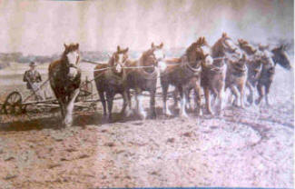 Horse Team in Action